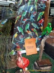 Deyrolle parrot wallpaper